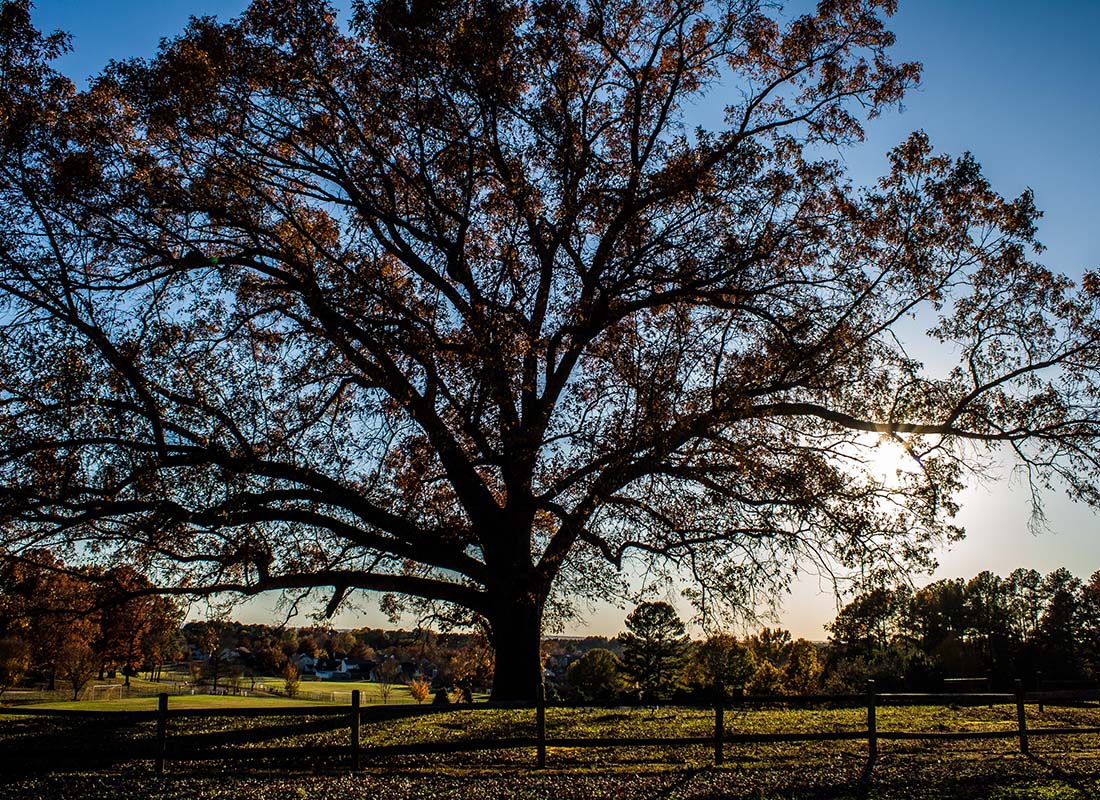 Madison, AL - Large Oak Tree in a Park During the Fall in Madison Alabama at Sunset with a Clear Sky